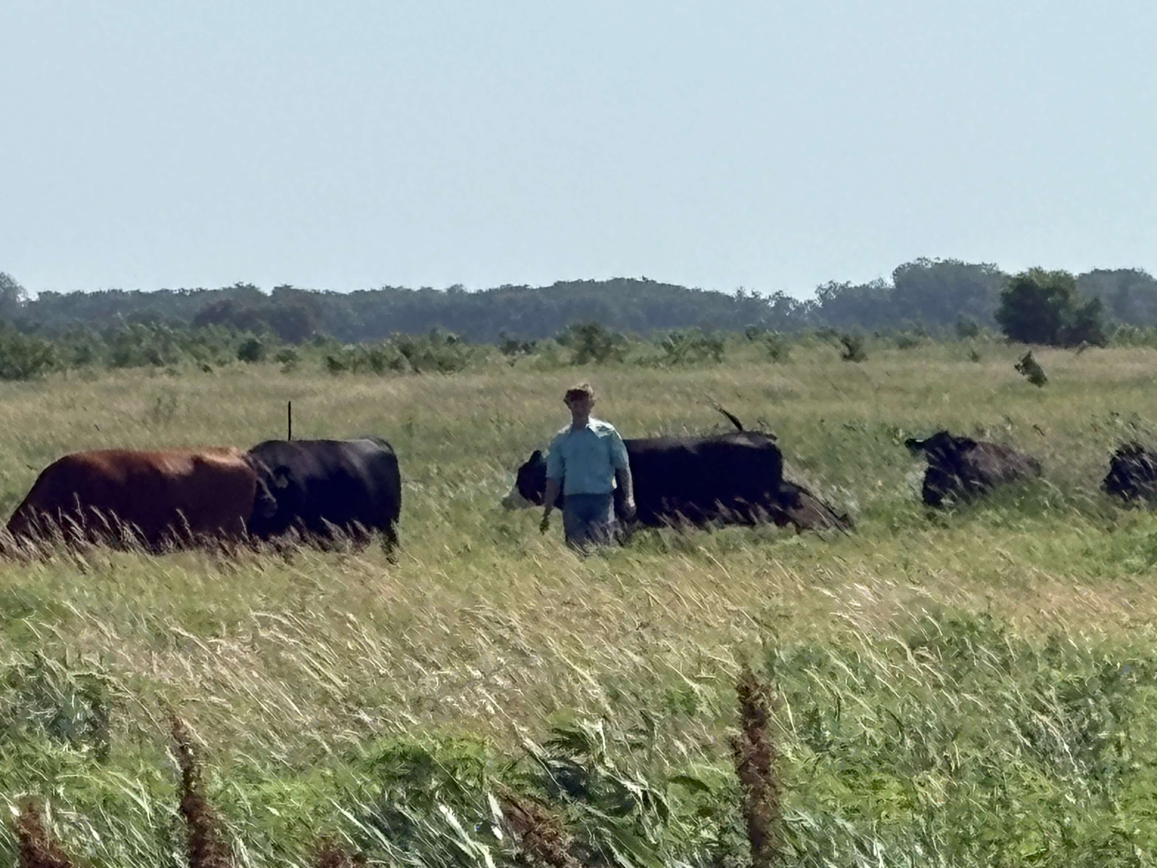 Wellman Wagyu owner in pasture with cattle