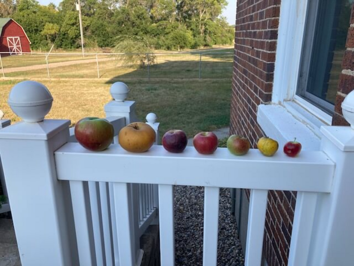 Apple varieties at Stick Figure Farm